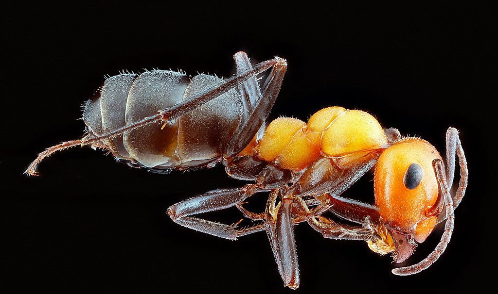 Ant Control service in Anchorage, AK