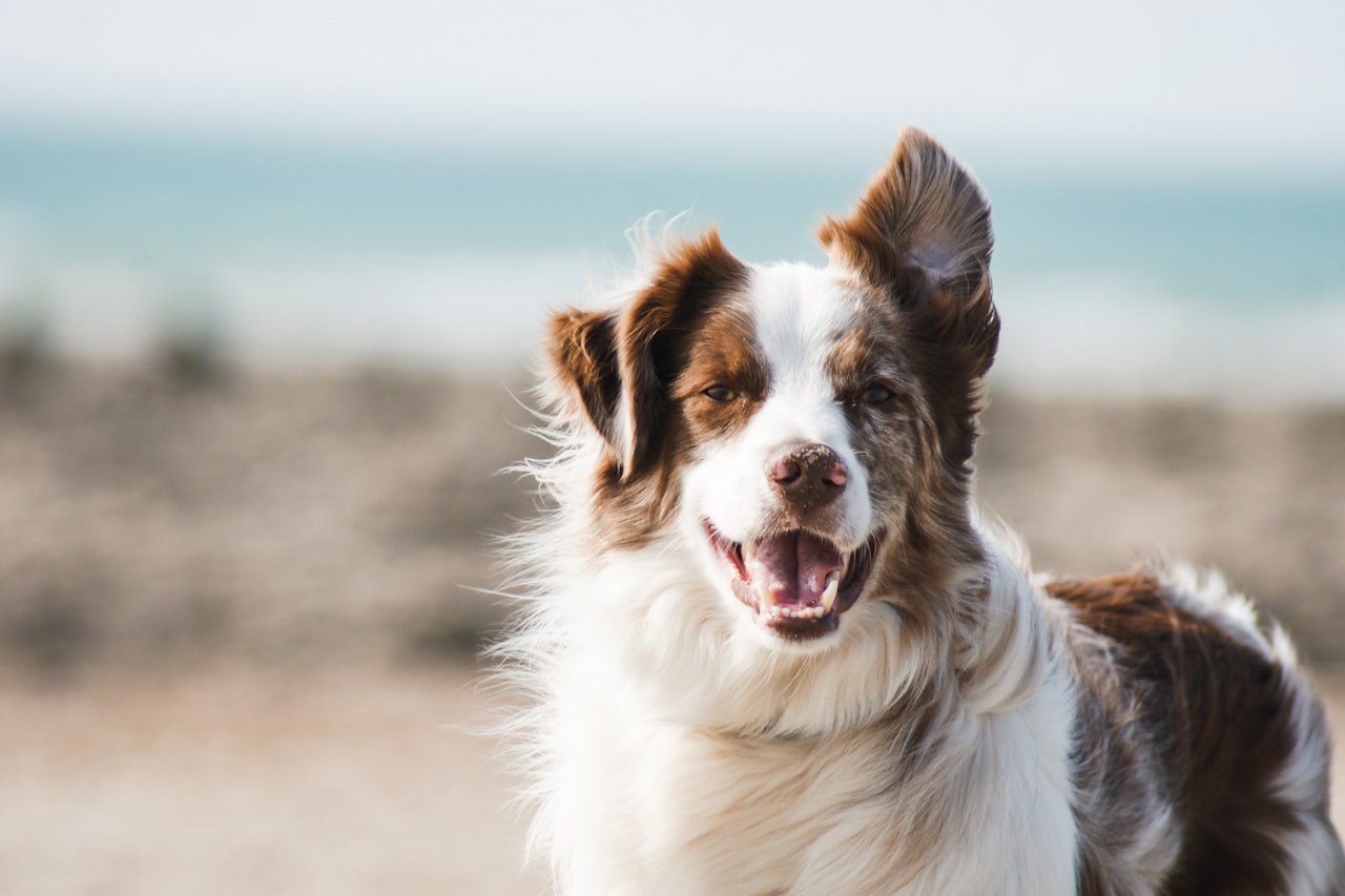Flea & Tick Control service in Anchorage, AK