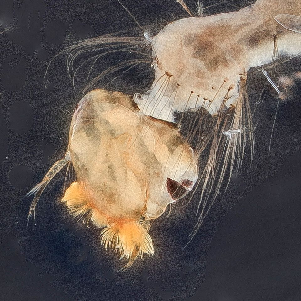 Mosquito Control service in Anchorage, AK