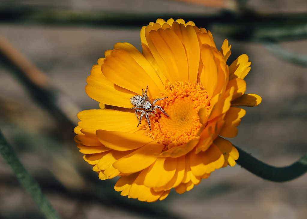 Spider Control service in Anchorage, AK